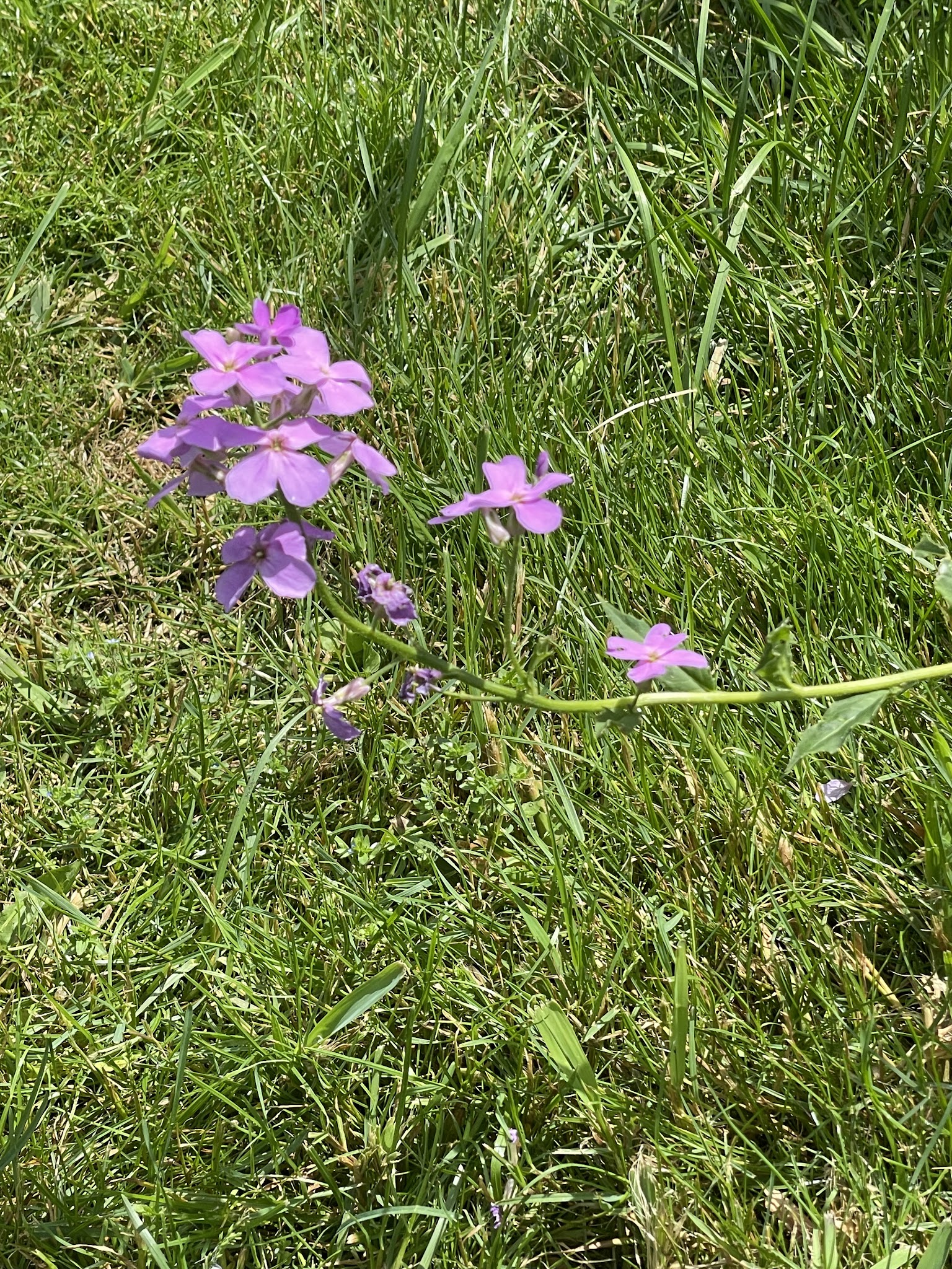 Flowers at Corey Marsh Ecological Research Center (CMERC)