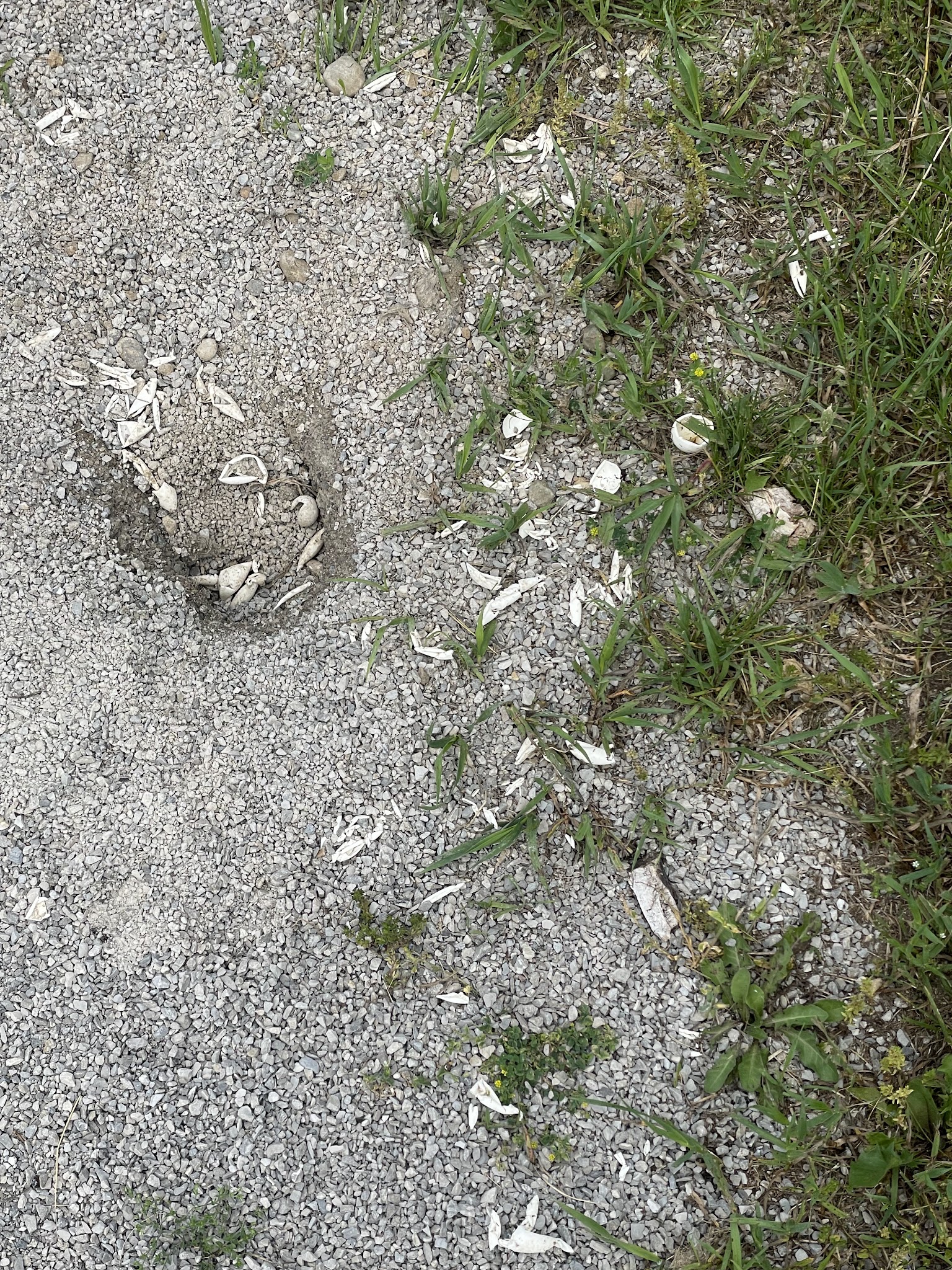 Dug Up Turtle Egg Shells at Corey Marsh Ecological Research Center (CMERC)