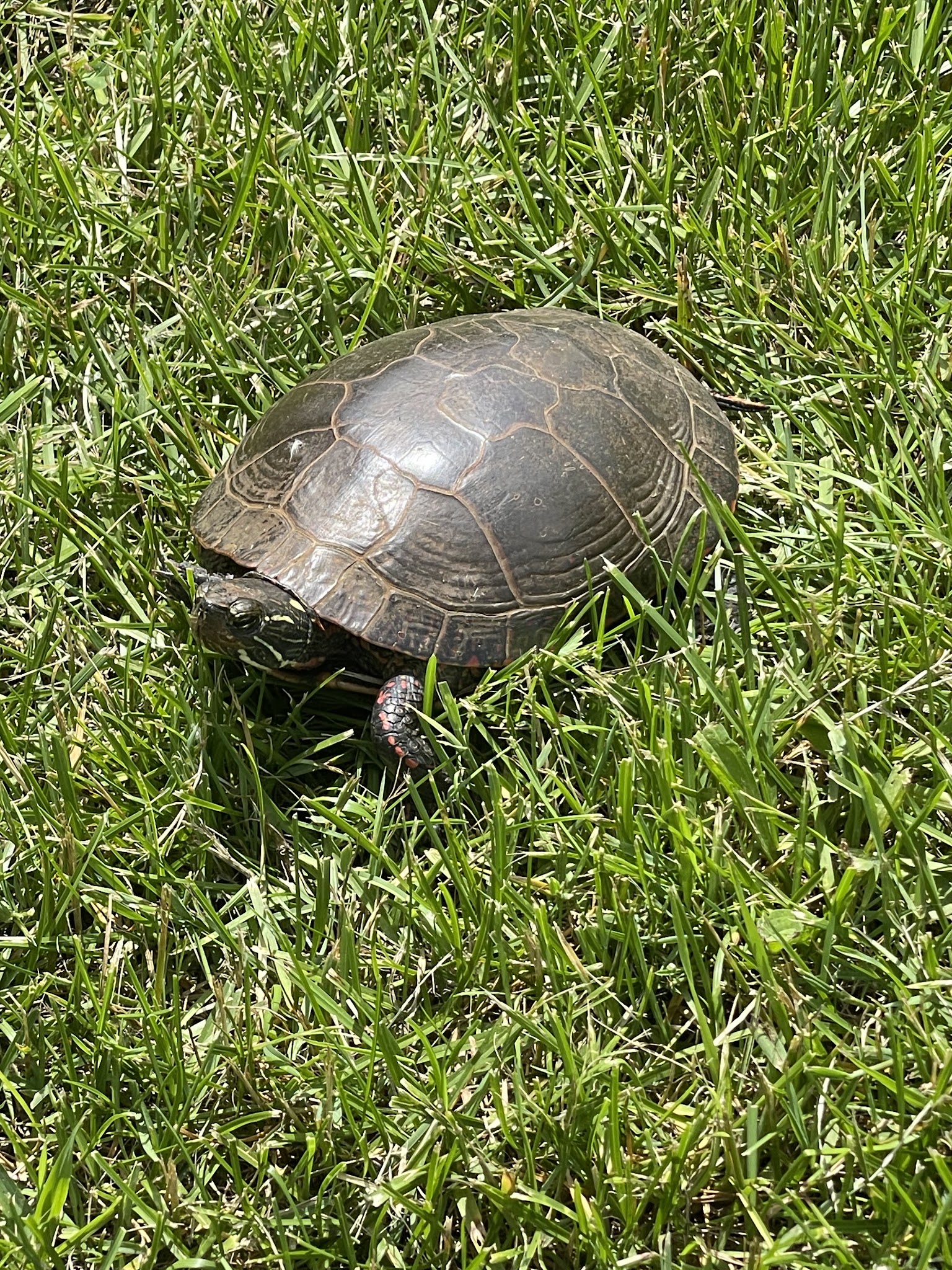 Turtle at Corey Marsh Ecological Research Center